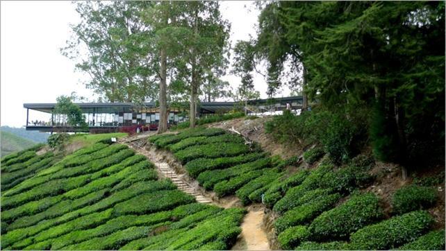 Azizi&Yati Muslim Homestay Cameron Highlands Kültér fotó
